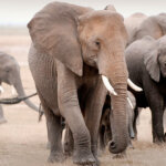 Elephant Herd Migration in Kenya