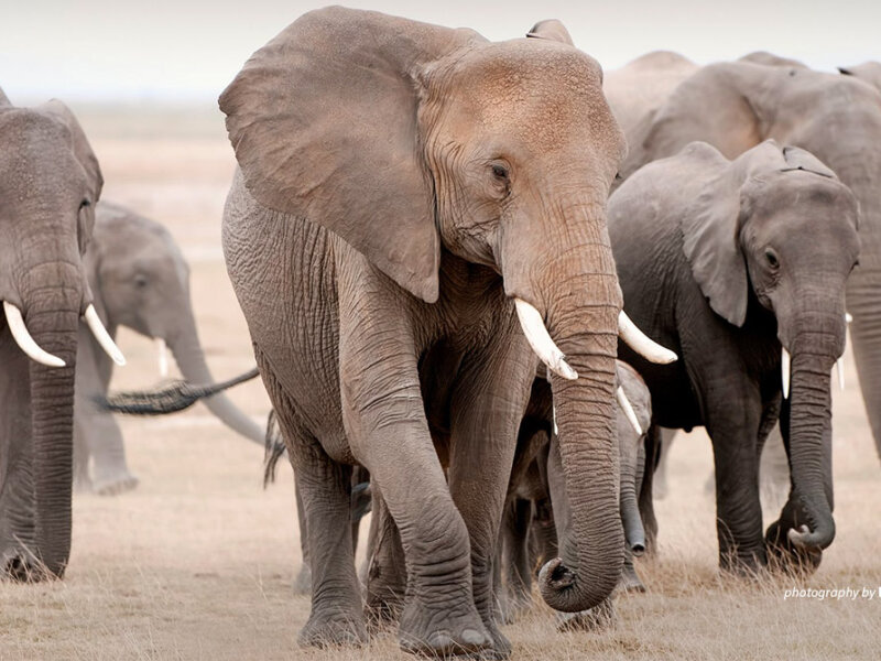 Elephant Herd Migration in Kenya