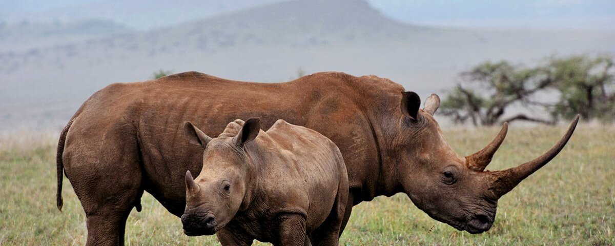 First time Kenya Safari Travel