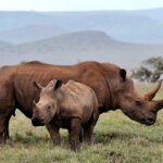 First time Kenya Safari Travel