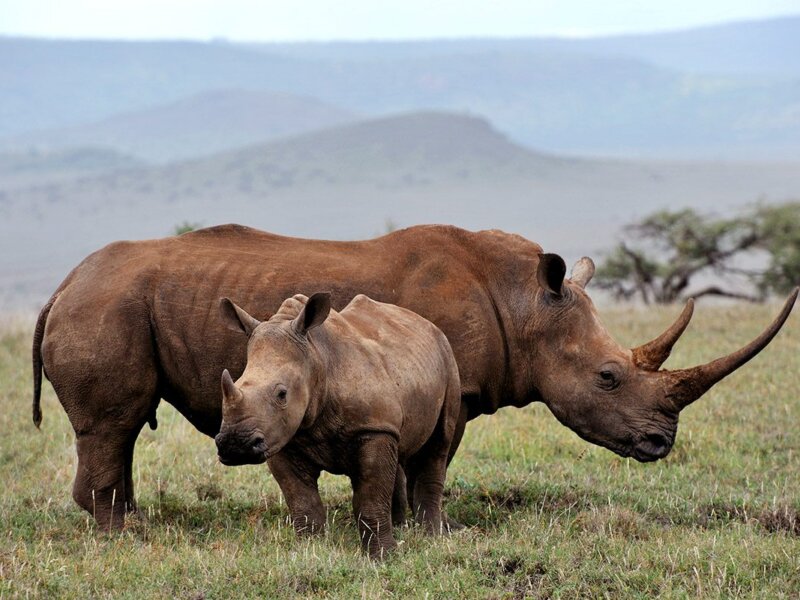 First time Kenya Safari Travel