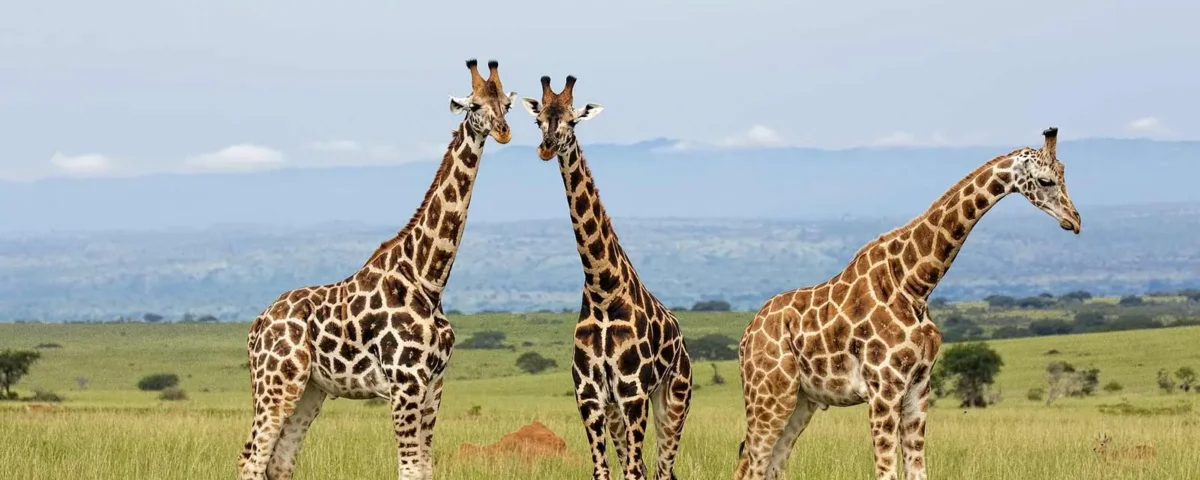 Giraffe Species in Kenya