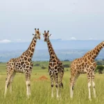 Giraffe Species in Kenya
