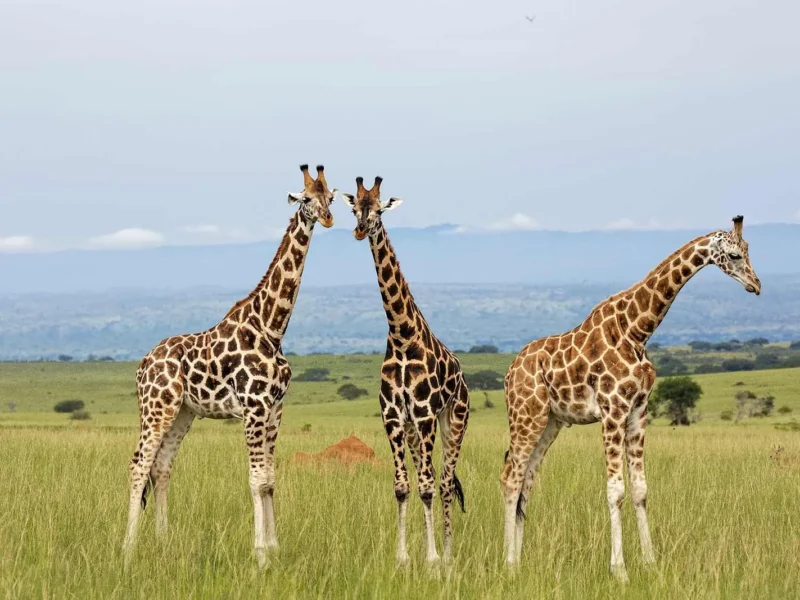 Giraffe Species in Kenya