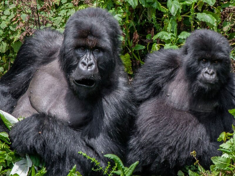 Gorilla trekking in Uganda Bwindi