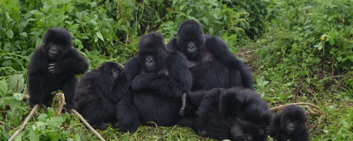 Group Uganda gorilla trekking safaris