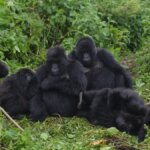Group Uganda gorilla trekking safaris