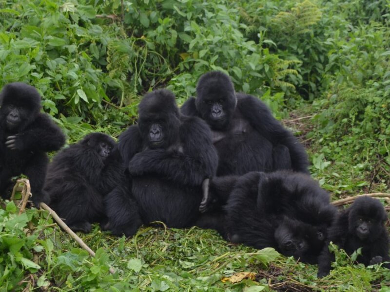Group Uganda gorilla trekking safaris