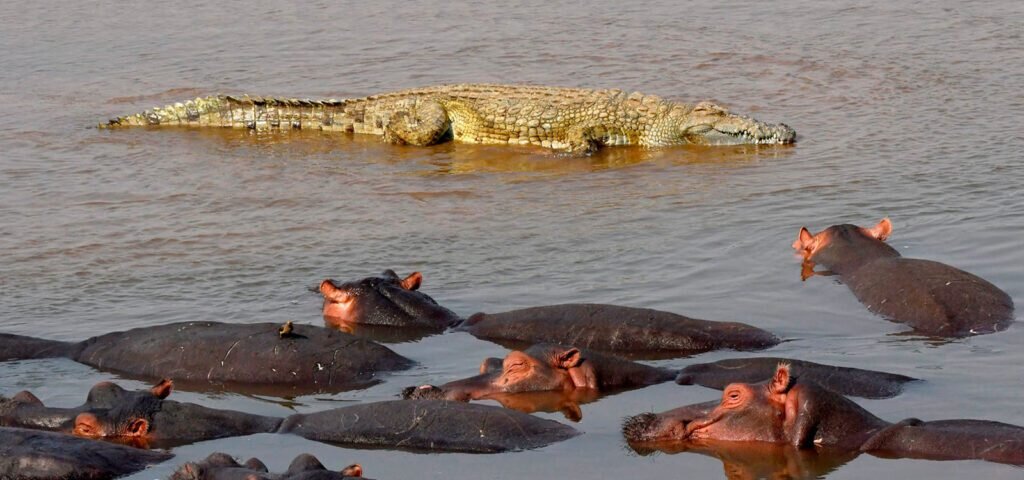 Hippo and crocodile viewing in Kenya