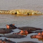 Hippo and crocodile viewing in Kenya