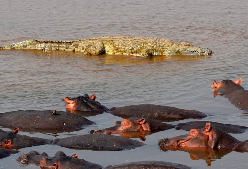 Hippo and crocodile viewing in Kenya