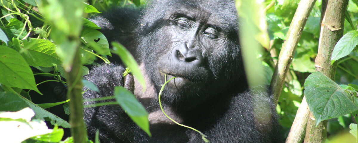 How to book Uganda gorilla tours