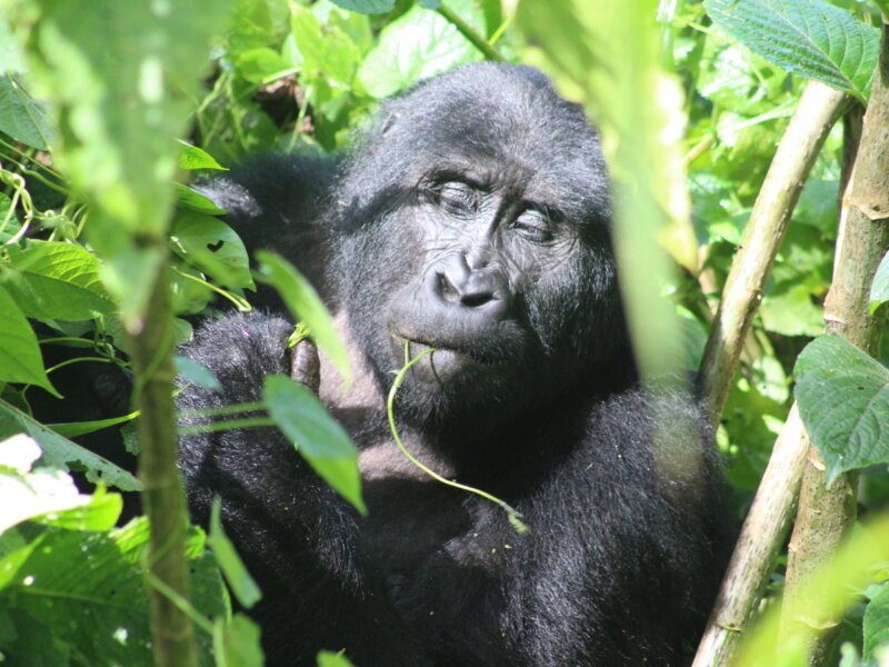 How to book Uganda gorilla tours