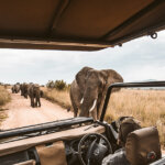 Kenya Safari 2026 Trends