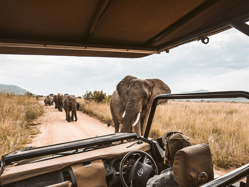 Kenya Safari 2026 Trends