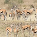 Kenya Safari Animal Checklist