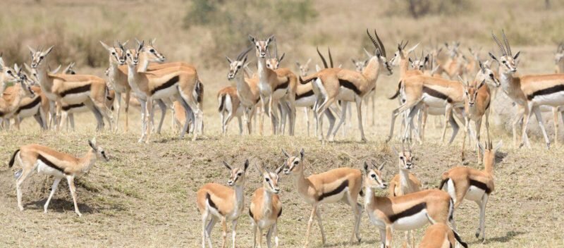 Kenya Safari Animal Checklist