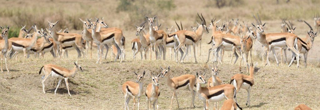 Kenya Safari Animal Checklist