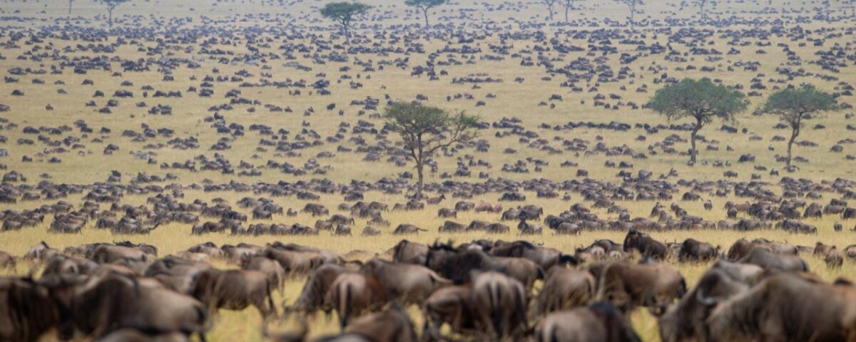 Kenya Safari Animal Migration