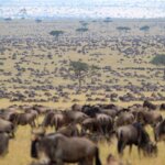 Kenya Safari Animal Migration