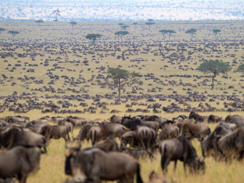 Kenya Safari Animal Migration