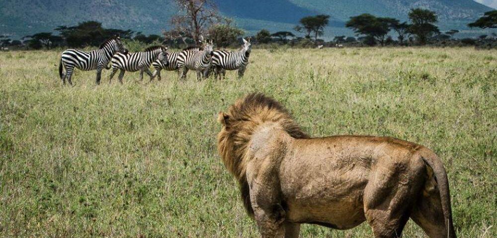 Kenya Safari Animal Tracking