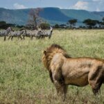 Kenya Safari Animal Tracking