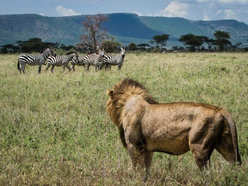Kenya Safari Animal Tracking
