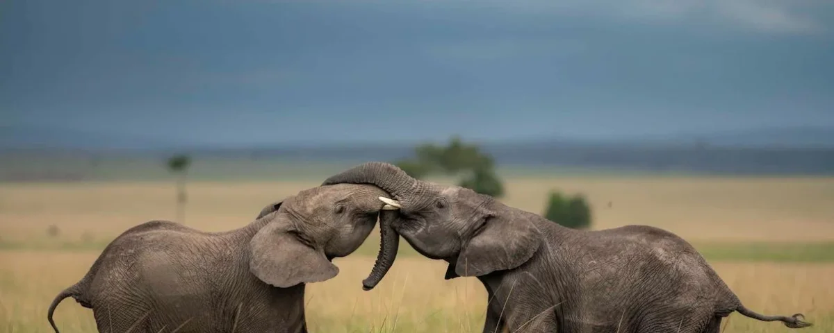 Kenya Safari Biodiversity Overview