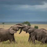 Kenya Safari Biodiversity Overview