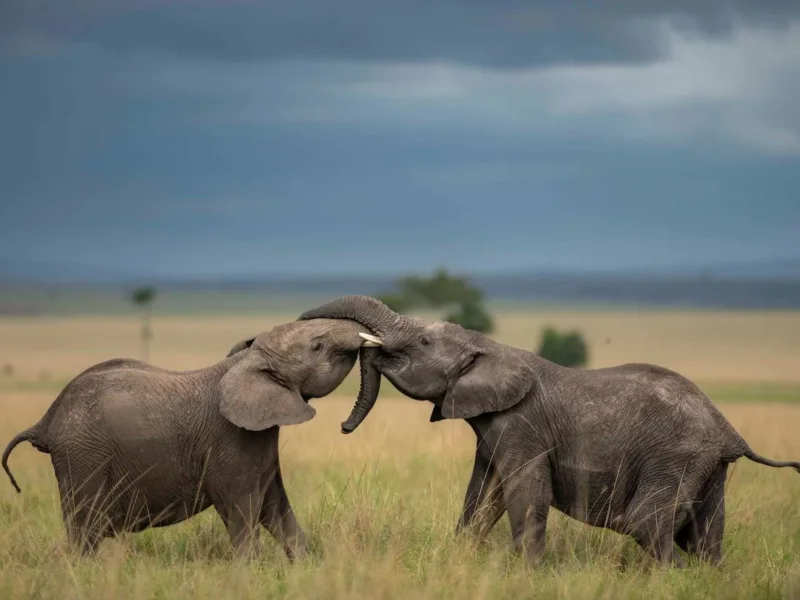 Kenya Safari Biodiversity Overview
