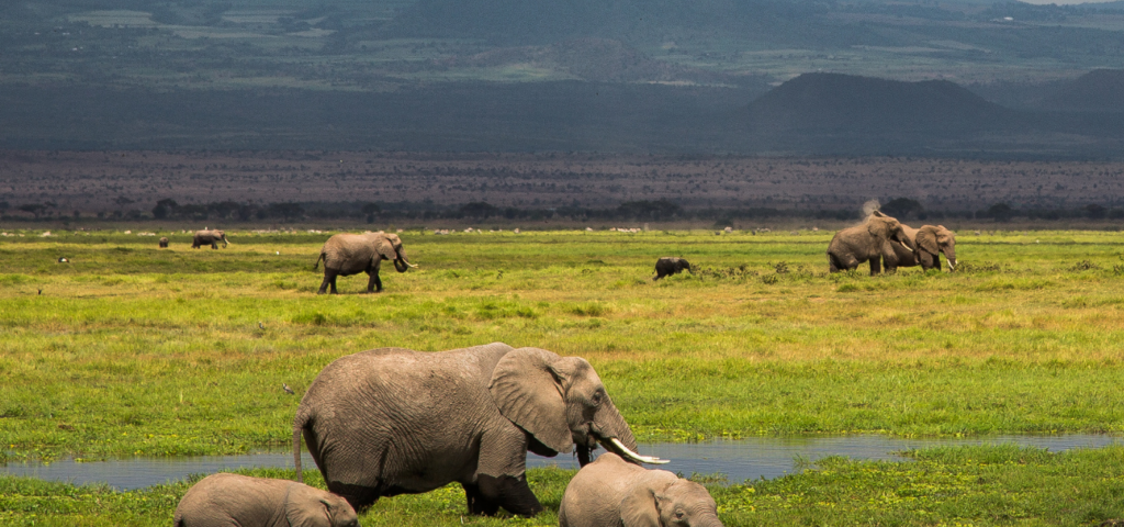 Kenya Safari Ecosystems Explained