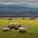 Kenya Safari Ecosystems Explained