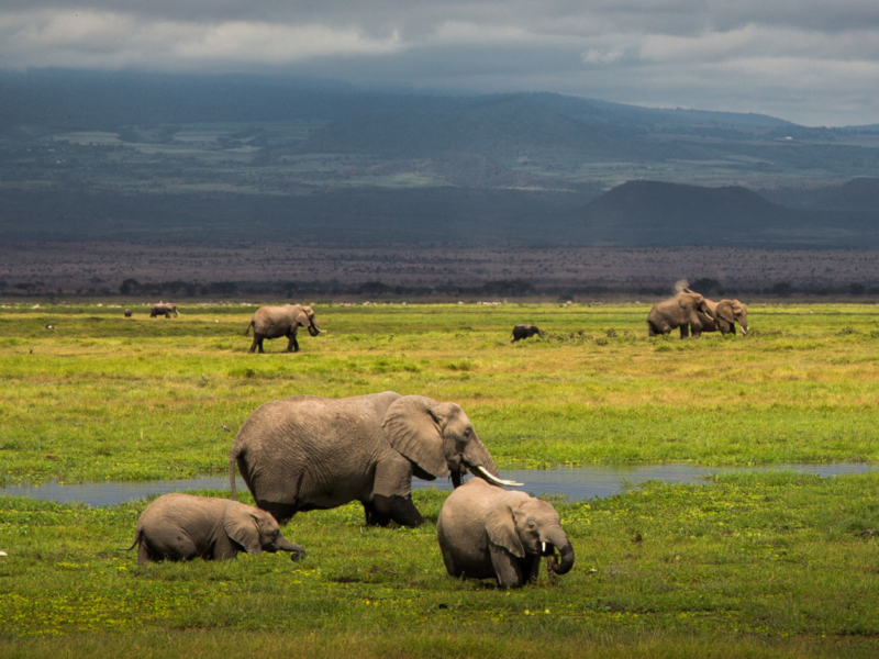 Kenya Safari Ecosystems Explained