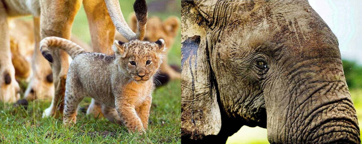 Kenya Safari Planning Timeline