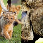 Kenya Safari Planning Timeline