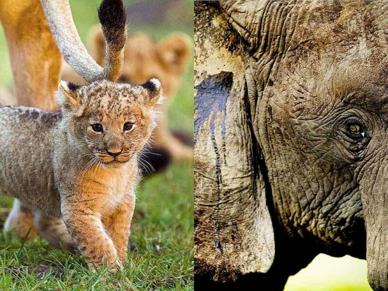 Kenya Safari Planning Timeline