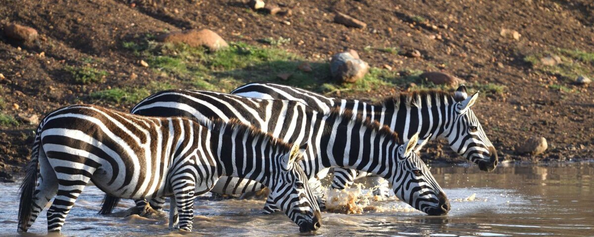 Kenya Safari Predators