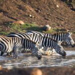 Kenya Safari Predators