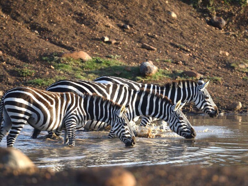 Kenya Safari Predators