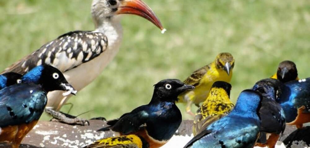 Kenya Safari for Bird Photographers
