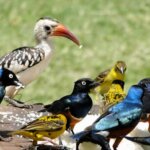 Kenya Safari for Bird Photographers