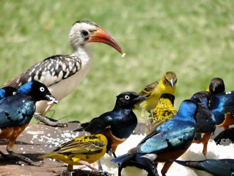 Kenya Safari for Bird Photographers