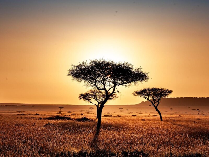 Kenya Safari for Nature Lovers