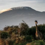 Kenya Safari for Wildlife Lovers