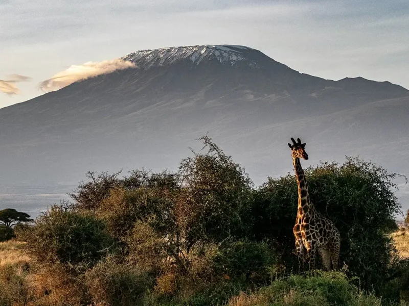 Kenya Safari for Wildlife Lovers