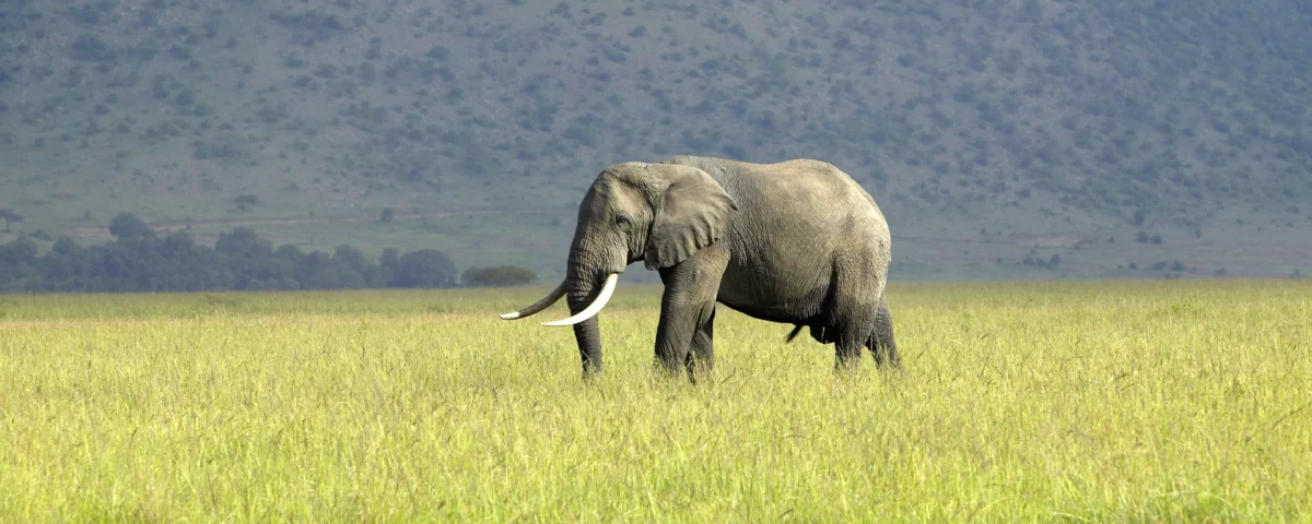 Kenya Safari with Expert Guides