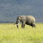 Kenya Safari with Expert Guides