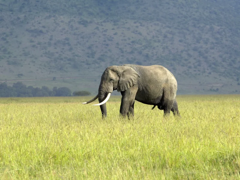 Kenya Safari with Expert Guides