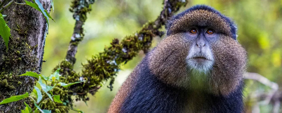 Kenya Wildlife Documentary Guide